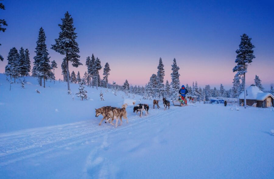 Saariselkä: Husky Safari with Aurora Borealis Hunt - Driving the 8-kilometer forest trail