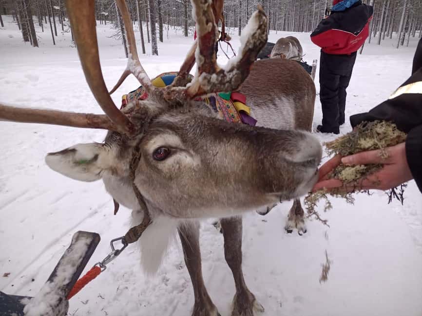 Saariselkä: Northern Lights & Reindeer Sledding Tour - Meeting the reindeer at Joikun Kotakahvio