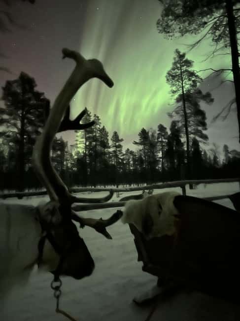 Saariselkä: Northern Lights & Reindeer Sledding Tour - Is $222 per person fair value?