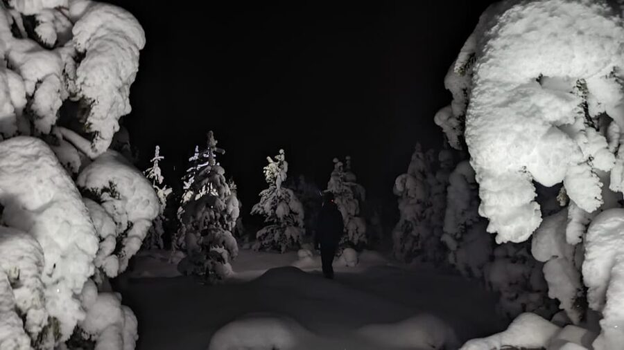 Saariselkä: Snowshoeing Tour in Urho Kekkonen National Park - Snow-covered trees and animal tracks