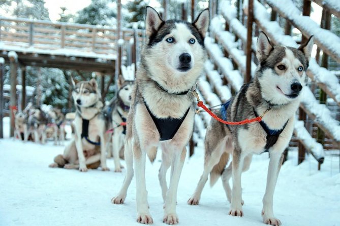 Santa Claus Village Guided Tour & Arctic Animals Adventure - A warm drink and a useful break