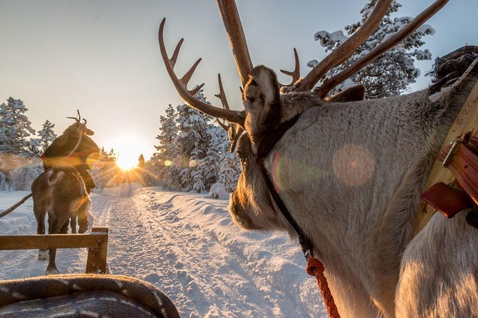 Santa Claus Village Guided Tour & Arctic Animals Adventure - How the guide shapes the experience