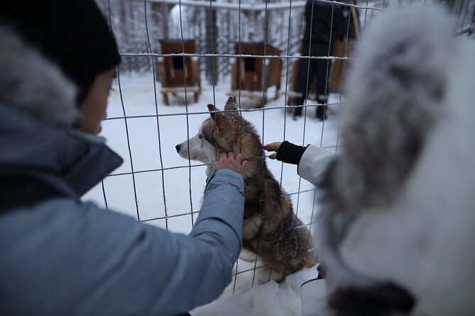 Santa Claus Village, Husky and Reindeers Combo Safari - A gentle reindeer ride at the farm