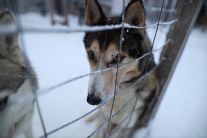 Santa Claus Village, Husky and Reindeers Combo Safari - Is $252.32 a fair price?