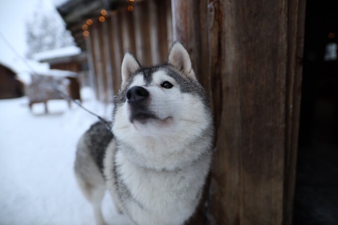 Santa Claus Village, Husky and Reindeers Combo Safari - Practical advice before you book