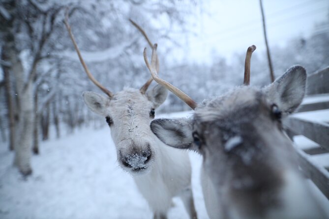 Santa Claus Village, Husky and Reindeers Combo Safari - Santa Claus Village and the Arctic Circle