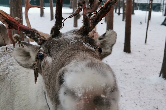 Santa's Reindeer & Husky Safari + Aurora BBQ in Rovaniemi - The reindeer ride brings a slower Lapland moment