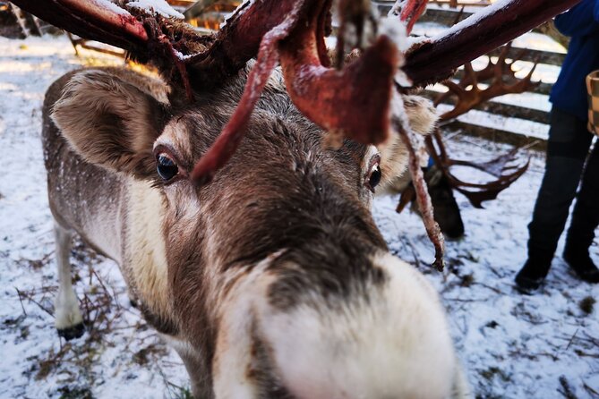 Santa's Reindeer & Husky Safari + Aurora BBQ in Rovaniemi - Santa Claus Village fills the midday gap