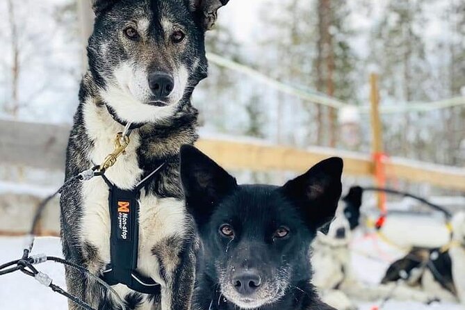 Santa's Reindeer & Husky Safari + Aurora BBQ in Rovaniemi - How much value do you get for $289.04?