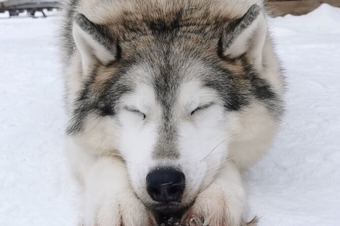 Santa's Reindeer & Husky Safari + Aurora BBQ in Rovaniemi - The morning begins with speed at the husky farm