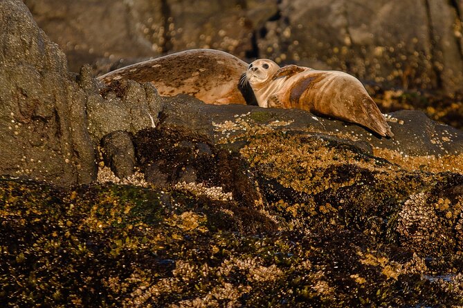 SEAL SAFARI in Savonlinna from Helsinki (private) - A 7:00 am start from Helsinki