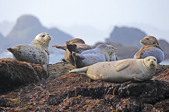 SEAL SAFARI in Savonlinna from Helsinki (private) - Seal sightings are possible, not promised
