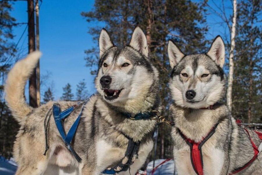 Sirkka: Husky Sled Ride in Levi 2km or 5 km from Levi - Key points at a glance