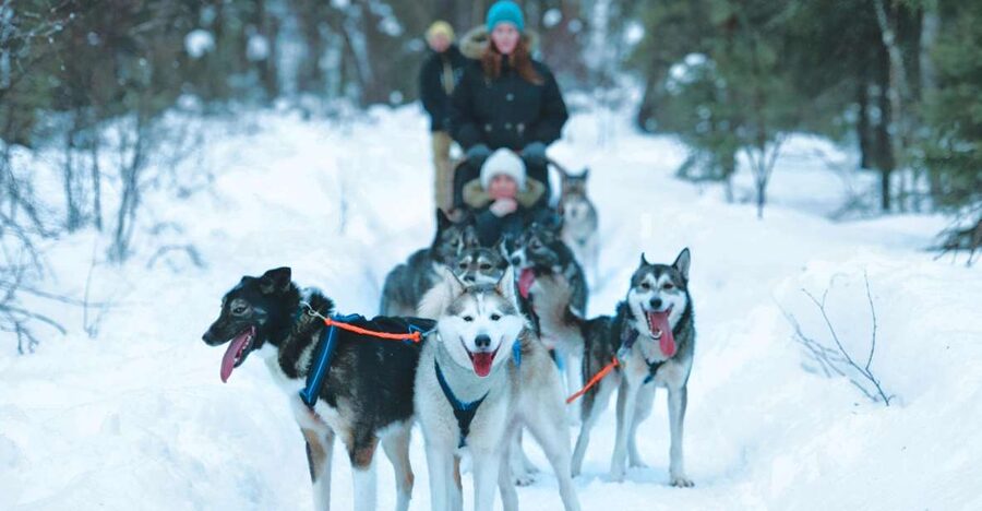 Sirkka: Husky Sled Ride in Levi 2km or 5 km from Levi - From Sirkka to a husky park near Levi