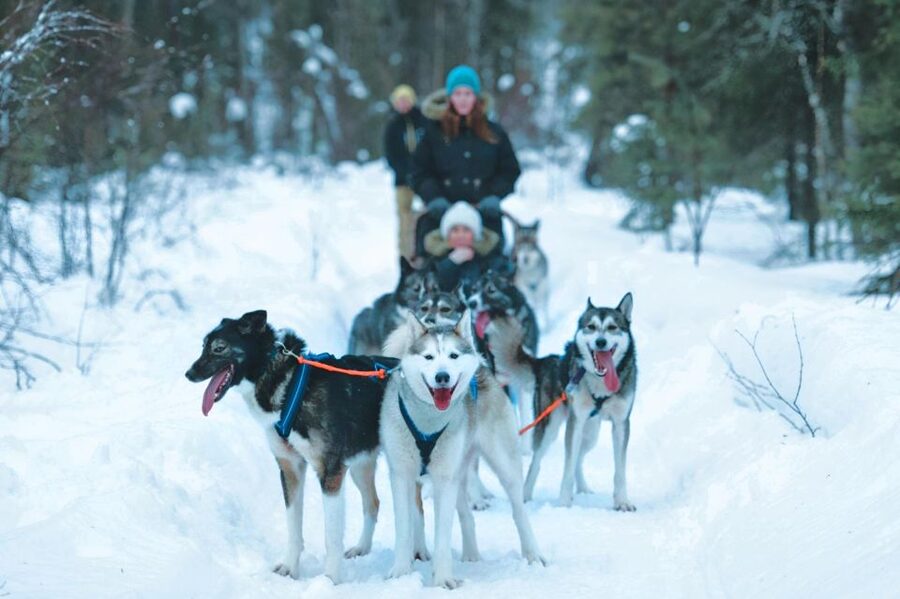 Sirkka: Husky Sled Ride in Levi 2km or 5 km from Levi - Choosing between 2 kilometers and 5 kilometers