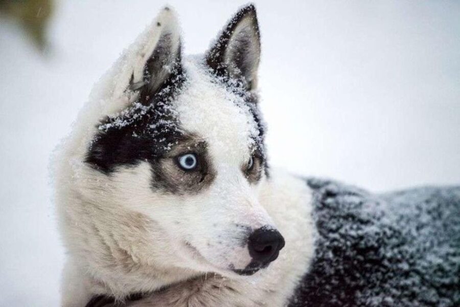 Sirkka: Husky Sled Ride in Levi 2km or 5 km from Levi - What the ride feels like in the forest