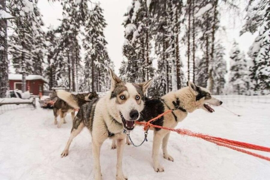 Sirkka: Husky Sled Ride in Levi 2km or 5 km from Levi - Should you book this husky ride?