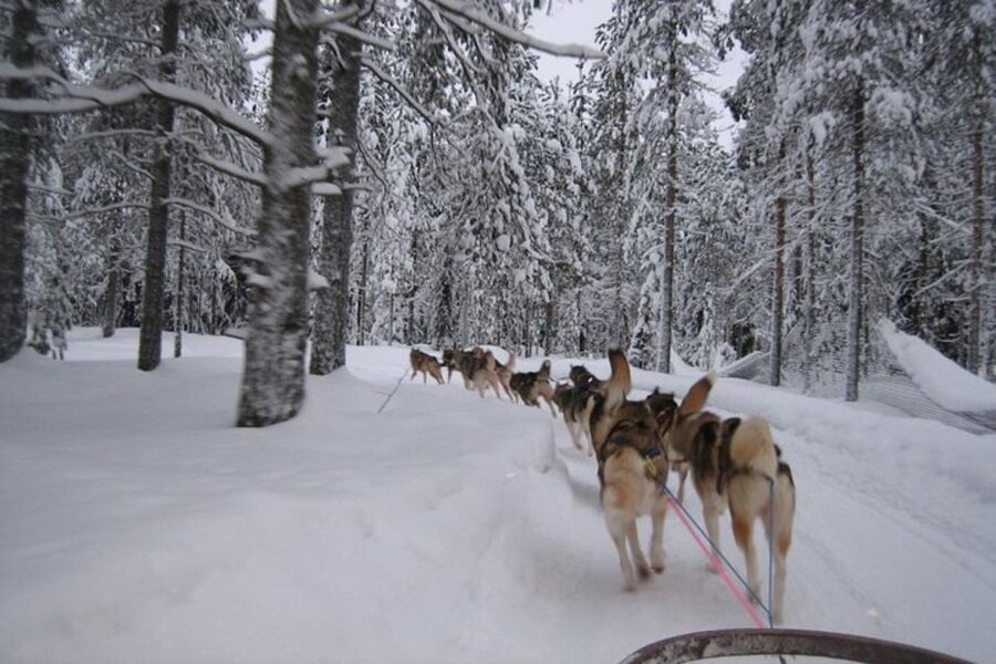 Sirkka: Husky Sled Ride in Levi 2km or 5 km from Levi - Meeting the dogs before the sled ride