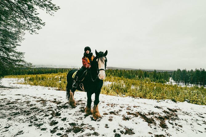 Small-Group Arctic Circle Horse Riding from Rovaniemi - Meeting Irish Cobs 20 kilometers from Rovaniemi
