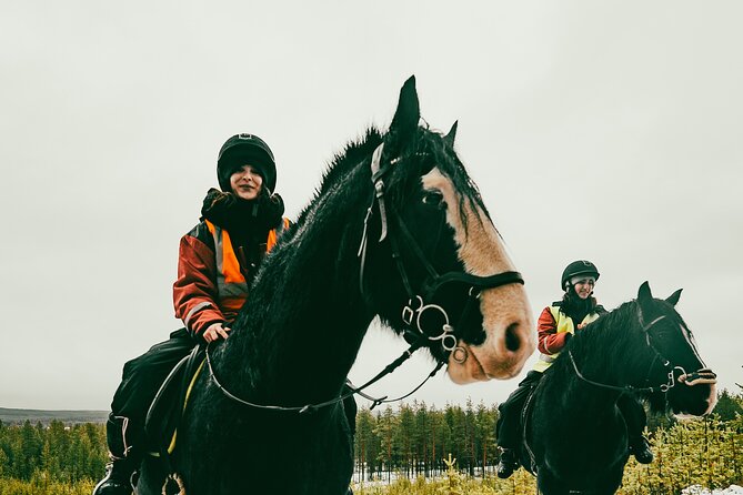 Small-Group Arctic Circle Horse Riding from Rovaniemi - Is $145 a good value?