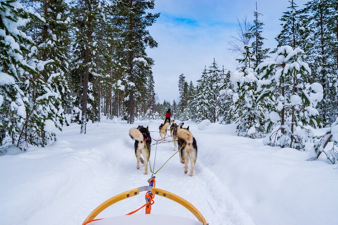 Small-Group Husky Mushing Experience in Rovaniemi - Driving Your Own Team Through Lapland Snow