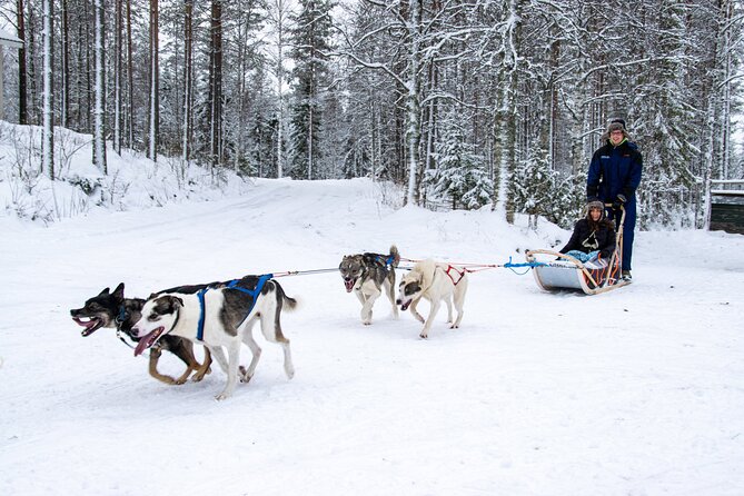 Small-Group Husky Mushing Experience in Rovaniemi - The 45-Minute Journey From Rovaniemi