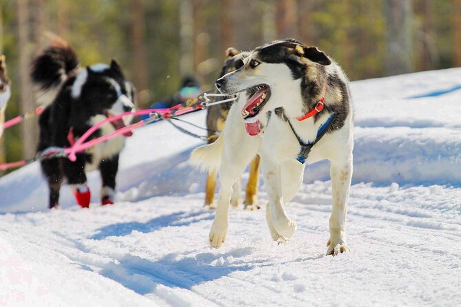 Small-Group Husky Mushing Experience in Rovaniemi - Snowy Forest Views and the Ride Itself