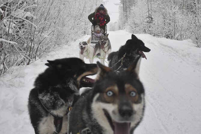 Small-Group Husky Mushing Experience in Rovaniemi - Warm Clothing, Cold Weather, and Physical Effort