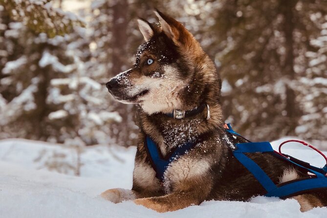 Small-Group Husky Mushing Experience in Rovaniemi - What the $277 Price Really Buys