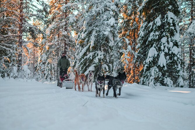 Small-Group Husky Mushing Experience in Rovaniemi - Who Will Enjoy This Most