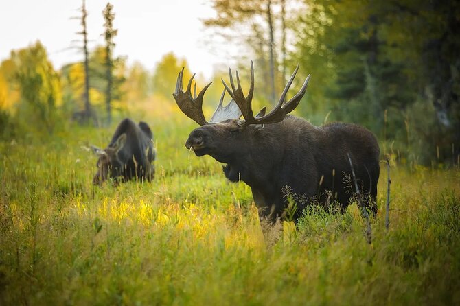 Small-Group Moose Wild Safari from Rovaniemi - The Guide Makes the Difference