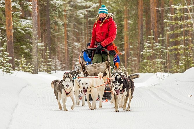Snowmobile & Animals Day Tour - Reindeer sleighs offer a quieter change of pace