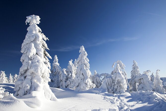 Snowmobile Safari 2h - Key points at a glance