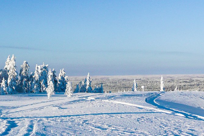 Snowmobile Safari in the Forest - Is $264.72 a Fair Price?
