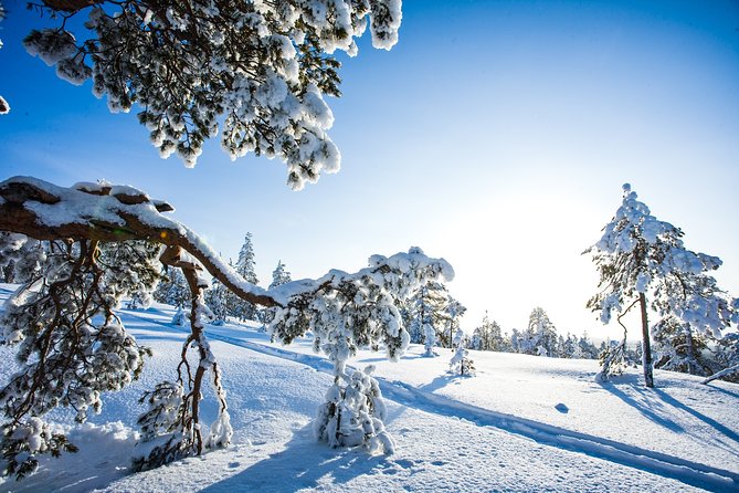 Snowmobile Safari on the Tundra - Should You Book the Snowmobile Safari?