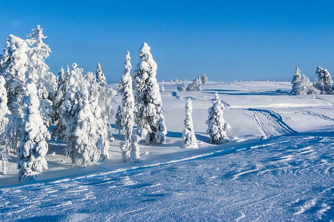 Snowmobile Safari on the Tundra - Forest Trails, Open Snowfields, and a Sensible Pace