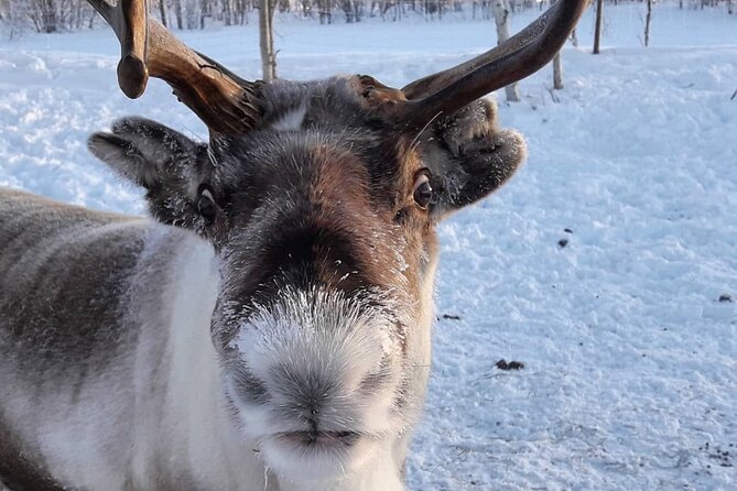 Snowmobile Safari to Lake Inari, meet & feed Reindeers, Lunch - What the three-and-a-half-hour schedule feels like