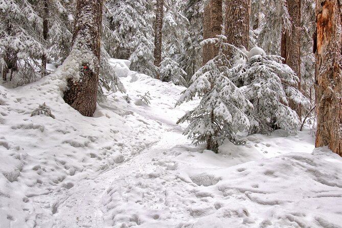 Snowshoeing tour with Wild Lunch - How to use the cancellation policy