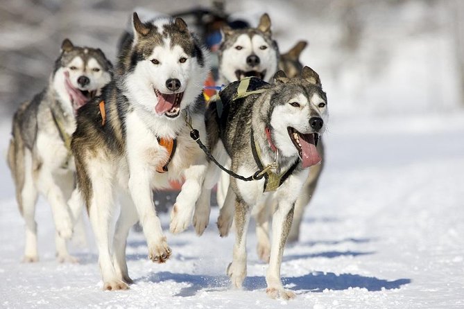 Snowy Trails 10km Husky Safari from Rovaniemi - Taking the reins on a 10-kilometer trail