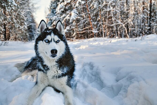 Snowy Trails 10km Husky Safari from Rovaniemi - Who will enjoy this most