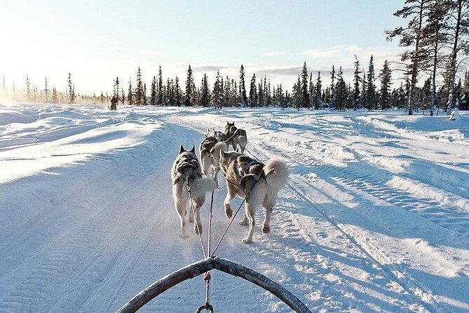 Snowy Trails 10km Husky Safari from Rovaniemi - Booking details worth checking