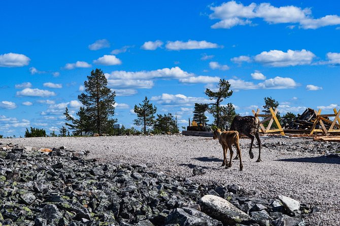 Trip to Pyhä-Luosto National Park and Amethyst Mine - What the winter version changes