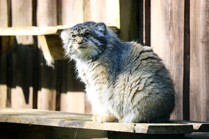 Trip to Ranua Wildlife Park - The animals you may see at Ranua