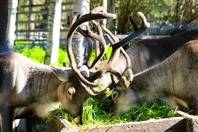 Trip to Ranua Wildlife Park - What the guide adds to the visit