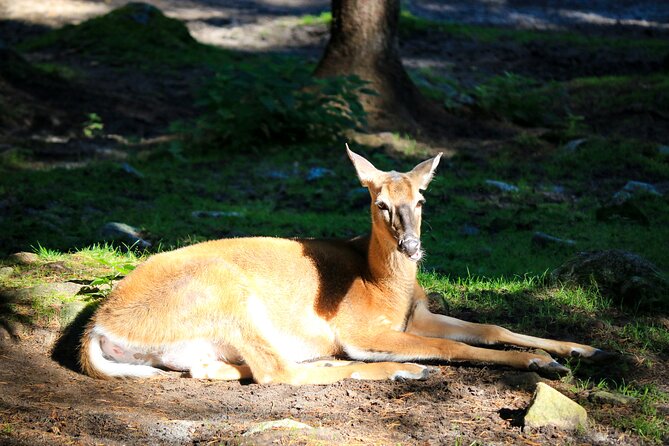 Trip to Ranua Wildlife Park - Lunch and the value of the $174.60 price