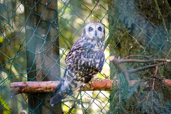 Trip to Ranua Wildlife Park - Timing, pickup, and group size
