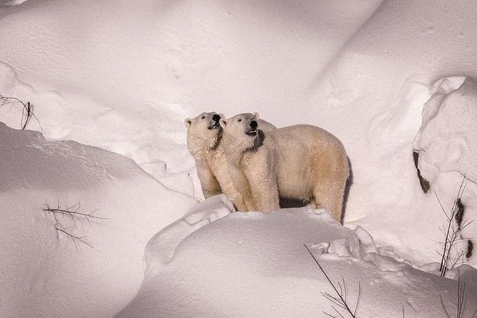 Visit To Ranua Zoo - Why Ranua Zoo makes a good half-day from Rovaniemi
