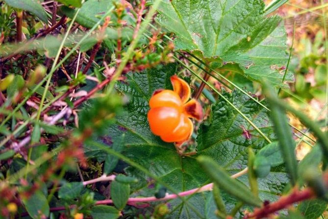 Wild Berries and Mushroom picking tour - A walk through unspoiled forest, not a staged attraction