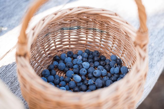 Wild Berries and Mushroom picking tour - Who will get the most from this tour