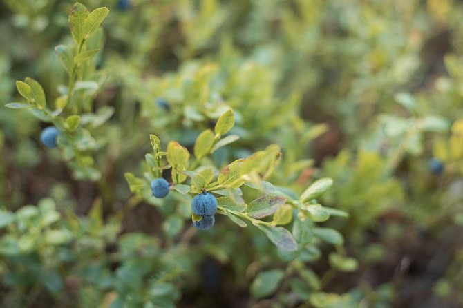 Wild Berries and Mushroom picking tour - Is $104 a fair price?